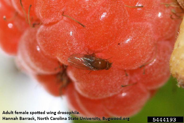 Little Insect, Big Headache for Raspberries: Spotted Wing Drosophila, Nebraska Extension Acreage Insights for June 2018, http://communityenvironment.unl.edu/SWD2018