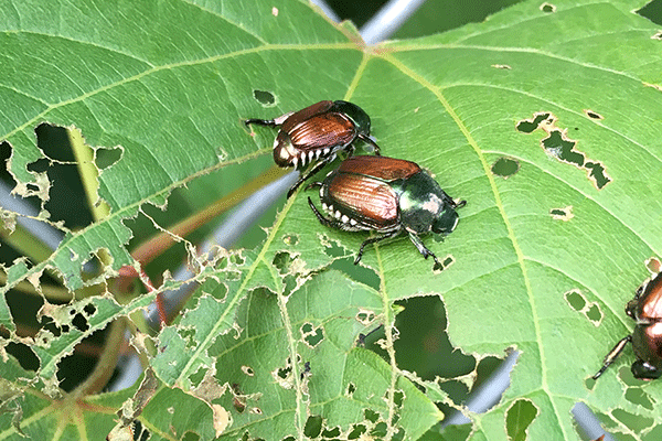 Adult Japanese beetle on hardy hibiscus leaves