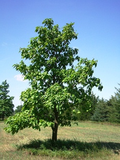 Catalpa Tree