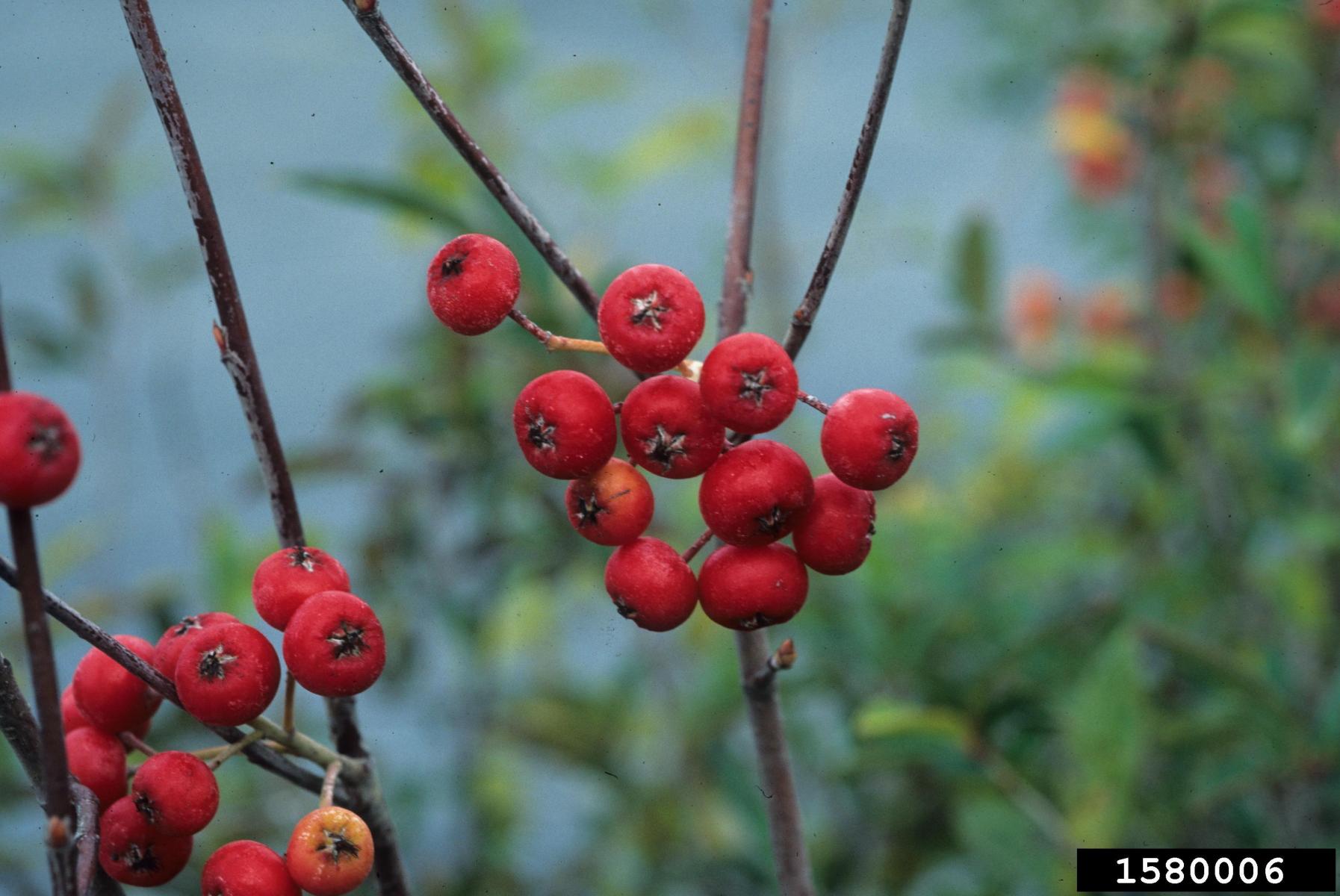 Photo of red chokeberry fruits below is courtesy creative commons license from John Ruter, University of Georgia, Bugwood.org