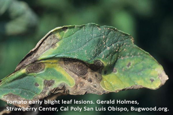 Hort Update for July 2023 - Tomato early blight leaf lesions. 