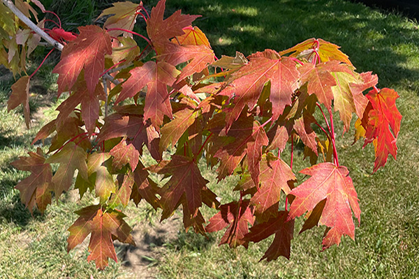 Image of red stress coloration on maple leaves. 