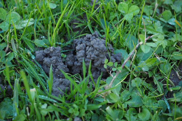 Earthworm Mound in the Lawn