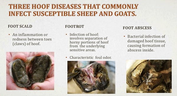 table with goat hoof disease