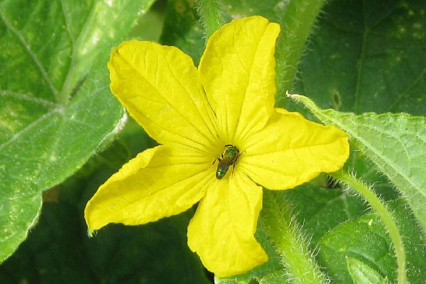 Pollination in the Garden, Nebraska Extension Acreage Insights for July 2, 2018, http://communityenvironment.unl.edu/pollination-garden