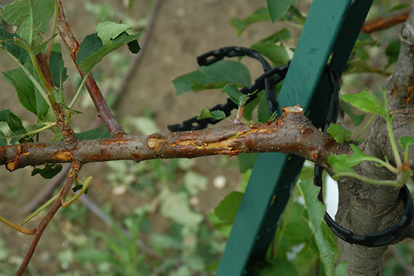Image of hail damage to a small apple branch. 