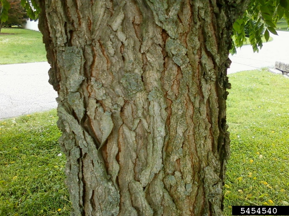 The photo of the Kentucky coffeetree bark to the right is from Jason Sharman, Vitalitree, Bugwood.org