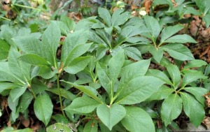 The photo of the Lenten Rose leaves is from Karan A. Rawlins, University of Georgia, Bugwood.org