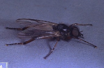 March Fly