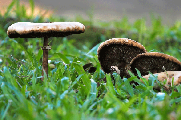 Bird Feeding and Mushroom Growth in Lawns NOT Reasons to Apply Pesticides, Nebraska Extension Acreage Insights for May 1, 2018, http://communityenvironment.unl.edu/bird-mushroom-pesticides