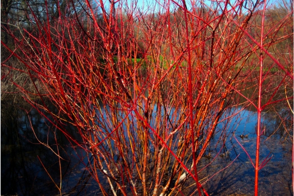 Red Twig Dogwood, Acreage Insights - February 2018, http://communityenvironment.unl.edu/plant-month-red-twig-dogwood