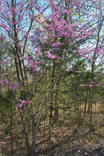 Redbud Tree, Acreage Insights - April 2018, http://communityenvironment.unl.edu/plant-month-red-twig-dogwood