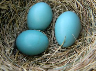 Robin Eggs in a Nest