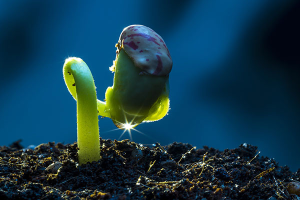 Image of a seedling germinating. 