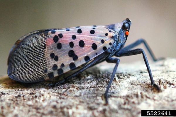 Spotted Lanternfly, image from Pennsylvania Department of Agriculture