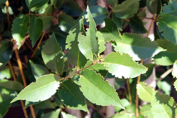 Image of strawberry root weevil adult leaf notching damage. 