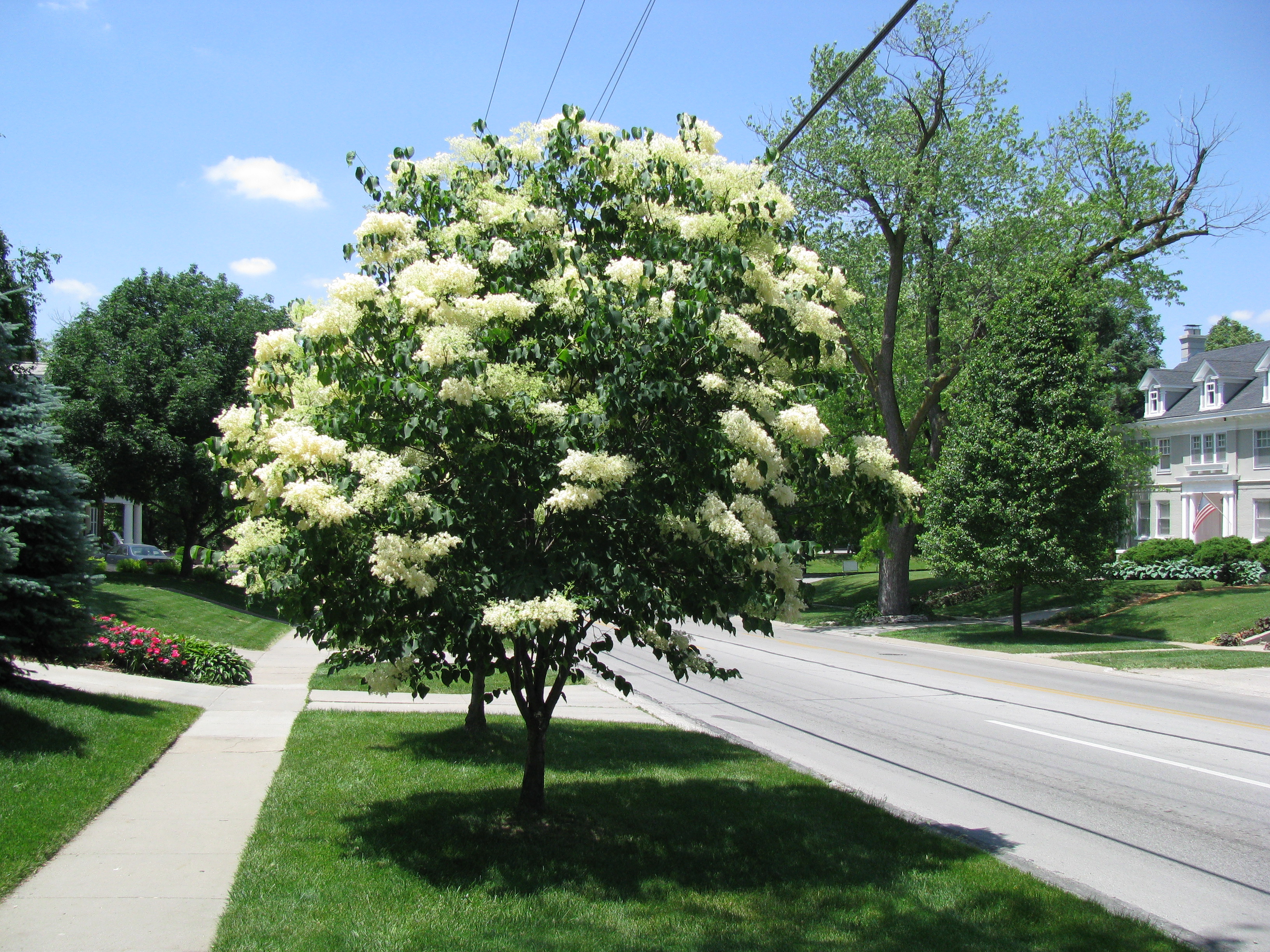 Japanese Tree Lilac, Nebraska Extension Acreage Insights May 2017. http://acreage.unl.edu/enews-may-2017