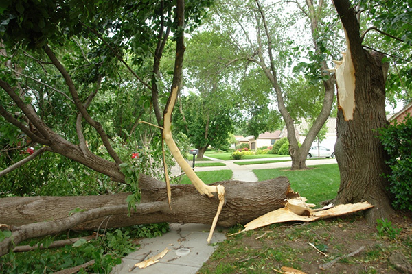 Image of tree damage.