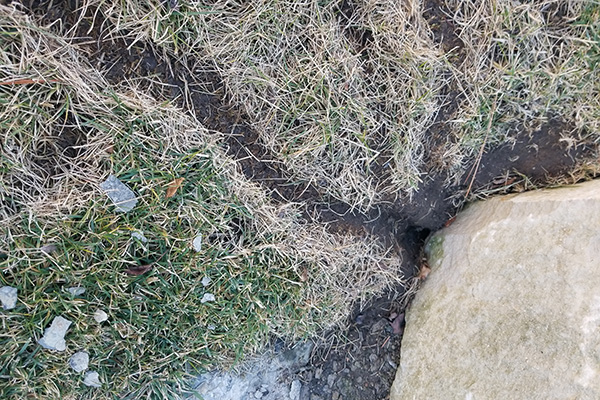 Vole damage in turfgrass. Hort Update for February 15, 2021, Nebraska Extension, http://communityenvironment.unl.edu/update20210215