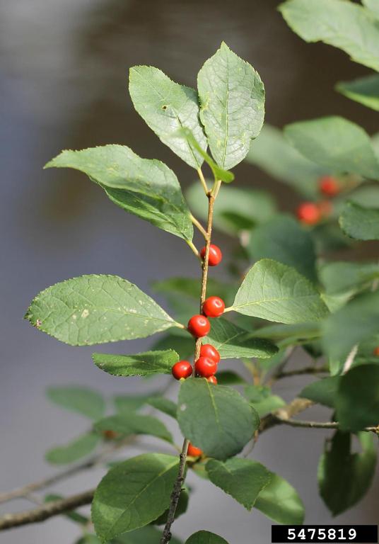 The photo of the leaves and berries of Winterberry is from Rob Routledge, Sault College, Bugwood.org