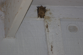 Bat in eaves of home