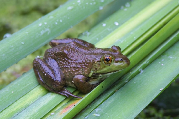 Bullfrogs- Nebraska's Largest Frog, Nebraska Extension Acreage Insights for August 17, 2018, https://communityenvironment.unl.edu/bullfrog-0