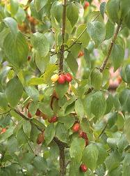 Cornelian cherry dogwood