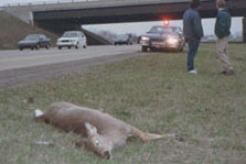 deer that collided with car
