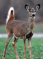 white-tailed deer