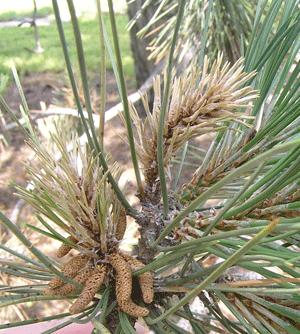 close up of a pine with Diplodia Blight of Pine