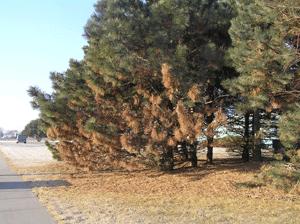 Pines with Diplodia Blight of Pine