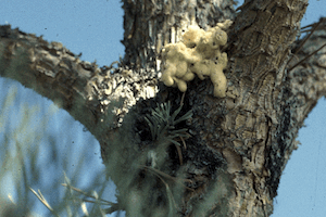 Early Spring Pest Control for Evergreen Trees - image of zimmerman pine moth pitch mass, Nebraska Extension Acreage Insights March 2017. http://acreage.unl.edu/enews-march-2017 