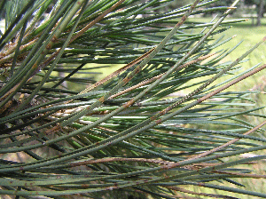 Dothistroma needle blight is commonly found on Austrian and Ponderosa pine. Image by Sarah Browning, Nebraska Extension. 