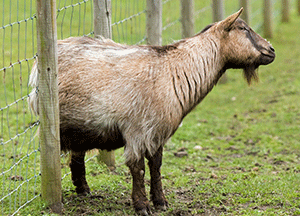 Frequent scratching may indicate your goats have lice, which needs to be controlled.