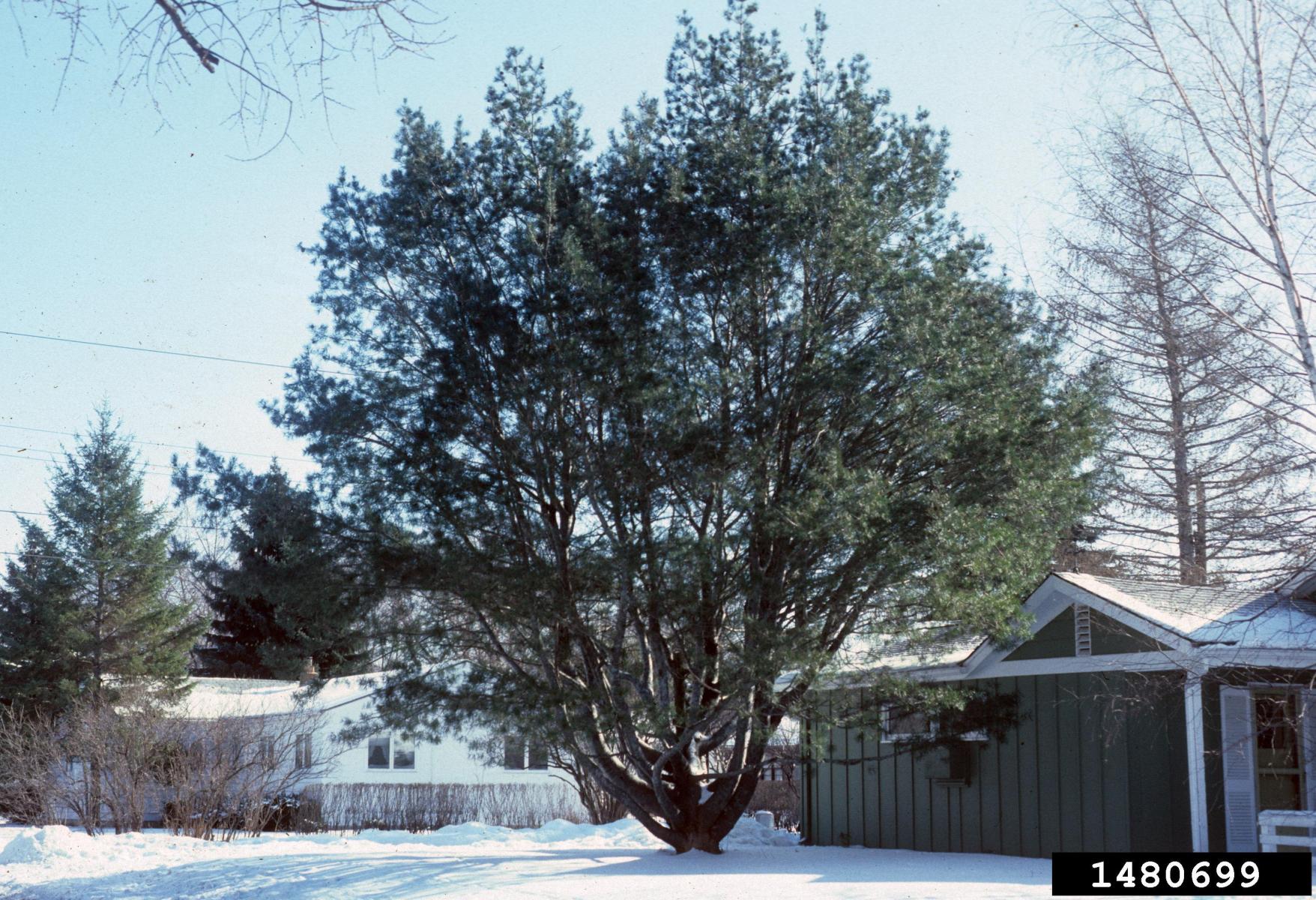 The photo of the Lacebark pine on the left is from: Richard Webb, Bugwood.org
