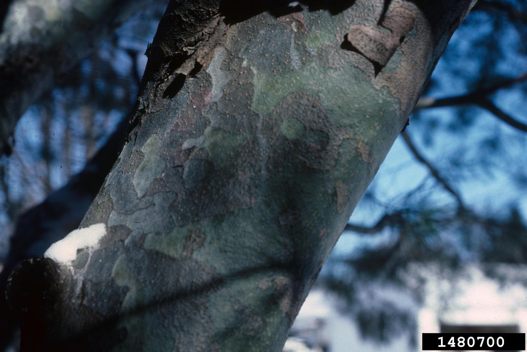  The photo of the bark on Lacebark pine on the right is from: Richard Webb, Bugwood.org