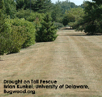 Drought Stressed Tall Fescue turf
