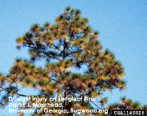 Drought Stressed pine tree