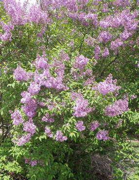 Lilac | Horticulture, and Landscape, | Environmental Nebraska Systems