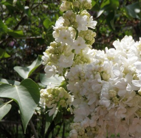 Lilac | Horticulture, Landscape, | Systems Nebraska Environmental and