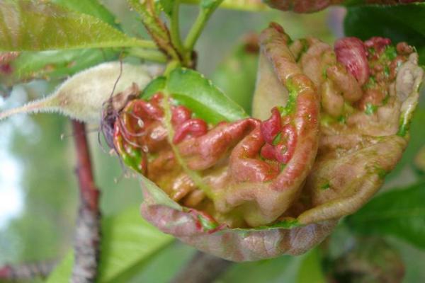 Single leaf with symptoms of Peach leaf curl