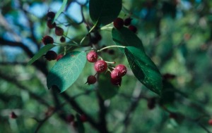 serviceberry fruit
