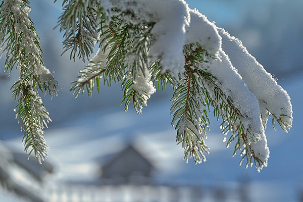 Hort Update for December 1, 2023 - Snow adds weight to evergreen branches.