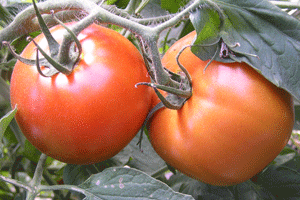 Image of tomatoes. 