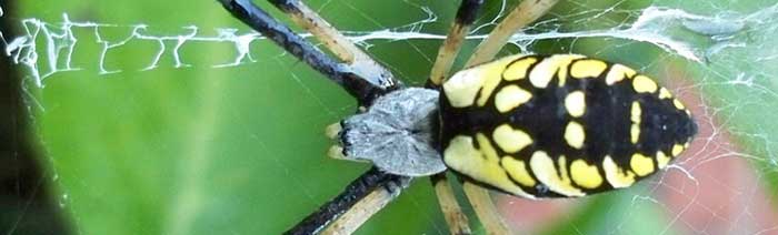 Brown Recluse Spiders  Nebraska Extension in Lancaster County