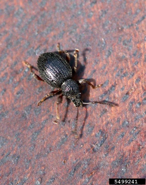 Strawberry root weevil adult. 