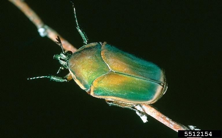 Green June beetle adult. 