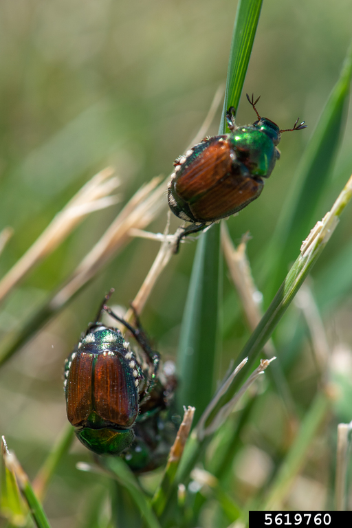 Japanese beetle aduults. 