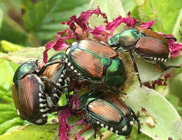 Japanese beetle adults congregating on a rose flower.