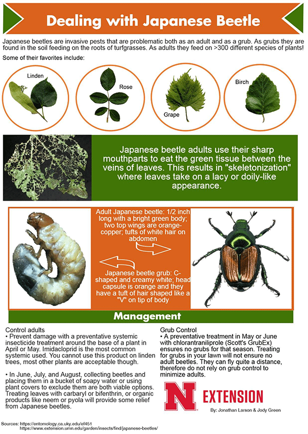 Infographic of tips for controlling Japanese Beetles. Links to larger PDF version.
